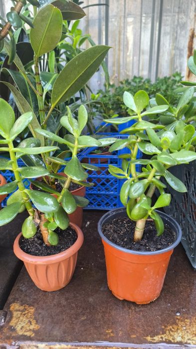 Крассула,толстянка,жирянка,денежное дерево