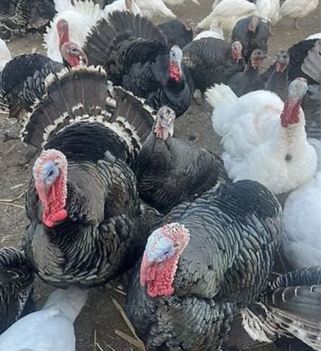 В продаже индбки самцы