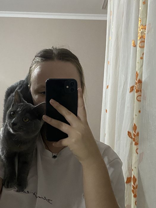 Отам котенка британка