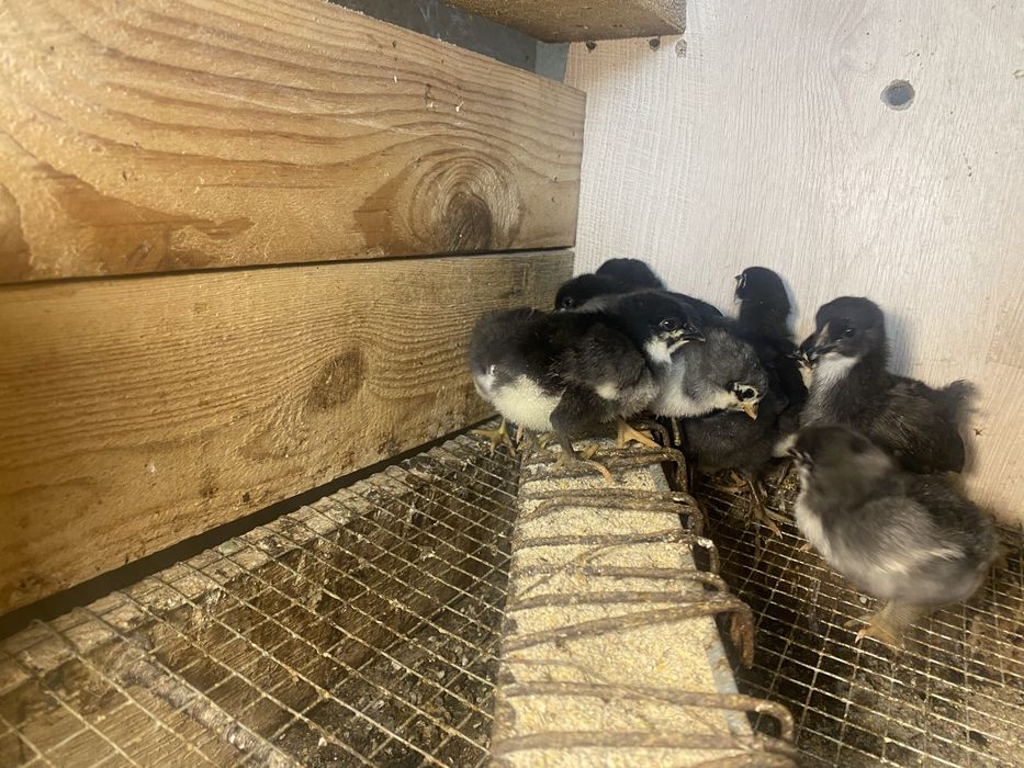 Pui de gsina rasa  australorp