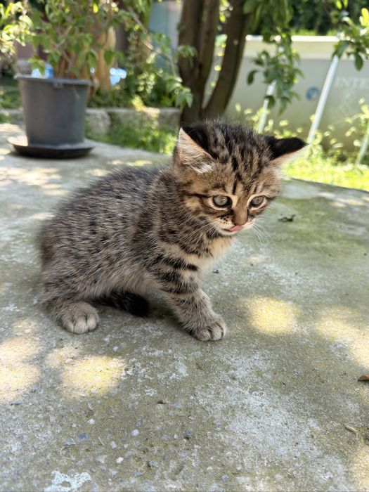 1.5 месяца кошечка, мама веслоухая папа хулиган