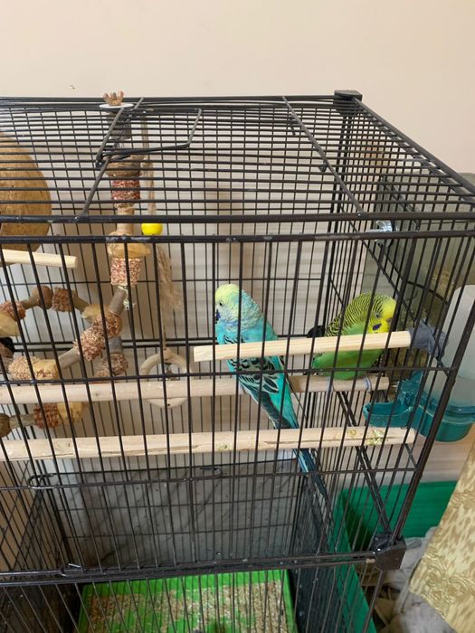 Волнистые попугаи