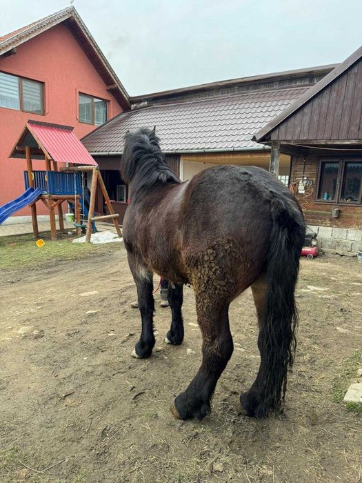 Vand manz 2 ani ,animal cuminte