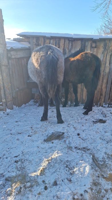 Продам кобылу с жеребенком