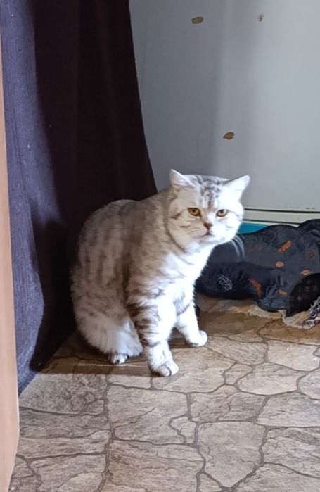 Вязка шотландский кот