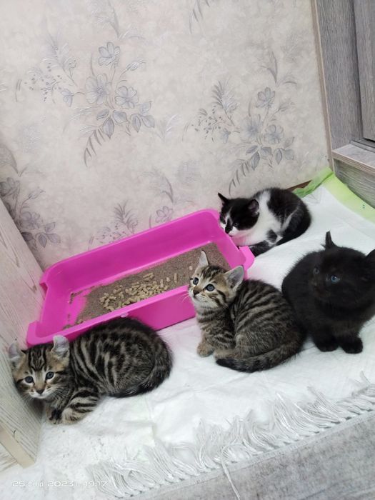 Mushukchalar sotiladi