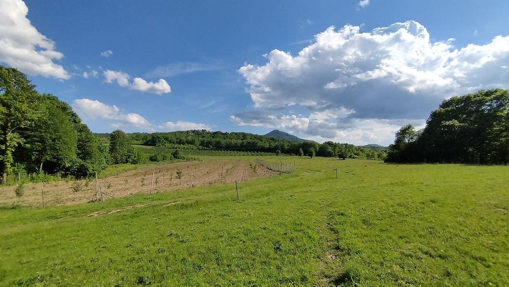 Продава се Земеделски имот в Елена -  кв.м за 2232 €/дка - Снимка #9