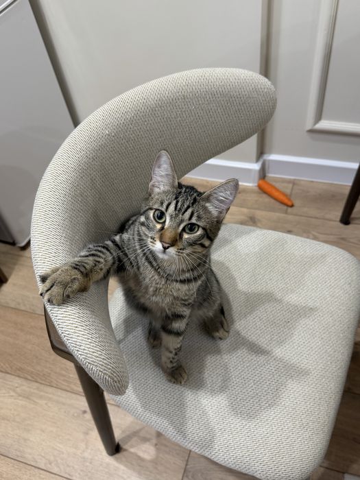 котенок 8 месяцев