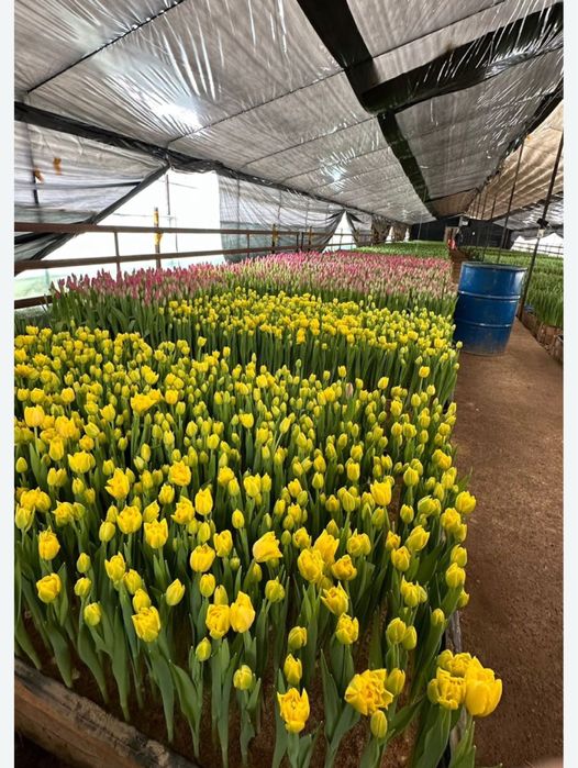 Тюльпаны оптом  доставкав любой регион документы