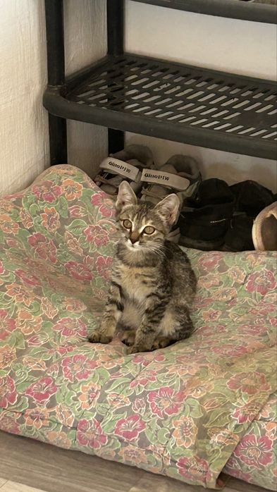 Котенок мальчик приучен к лотку