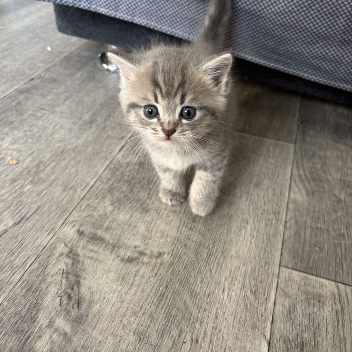 Продам породистых котят Скоттиш Фолд