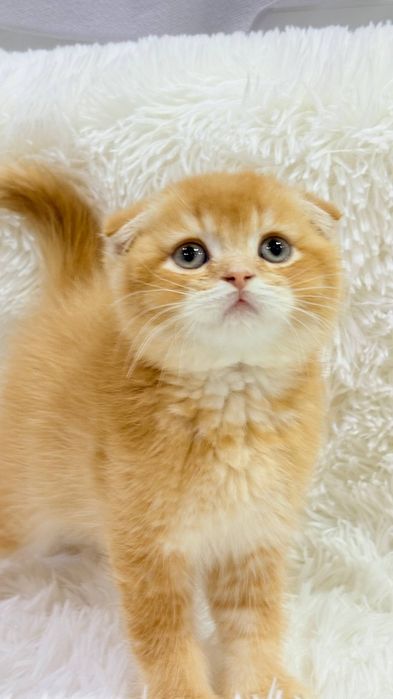 Чистокровные котята
