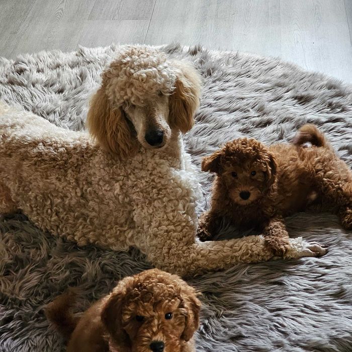 Пудел Мини кученца