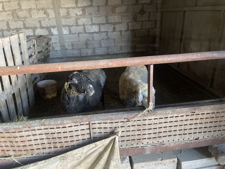 Қой, Ешкі , Қошқарлар Теке 1 Серке 2