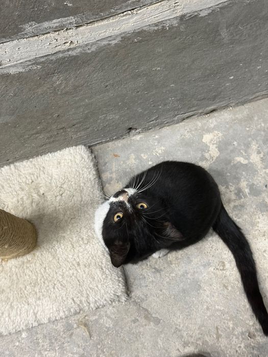 Котята 3,5 месяца