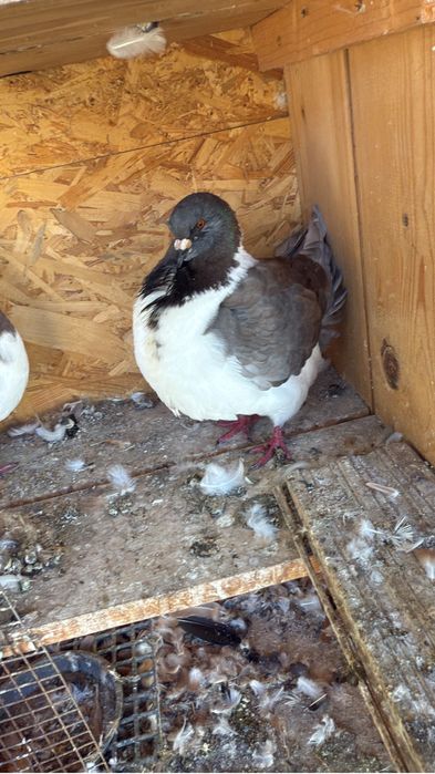 Vand porumbei strasseri