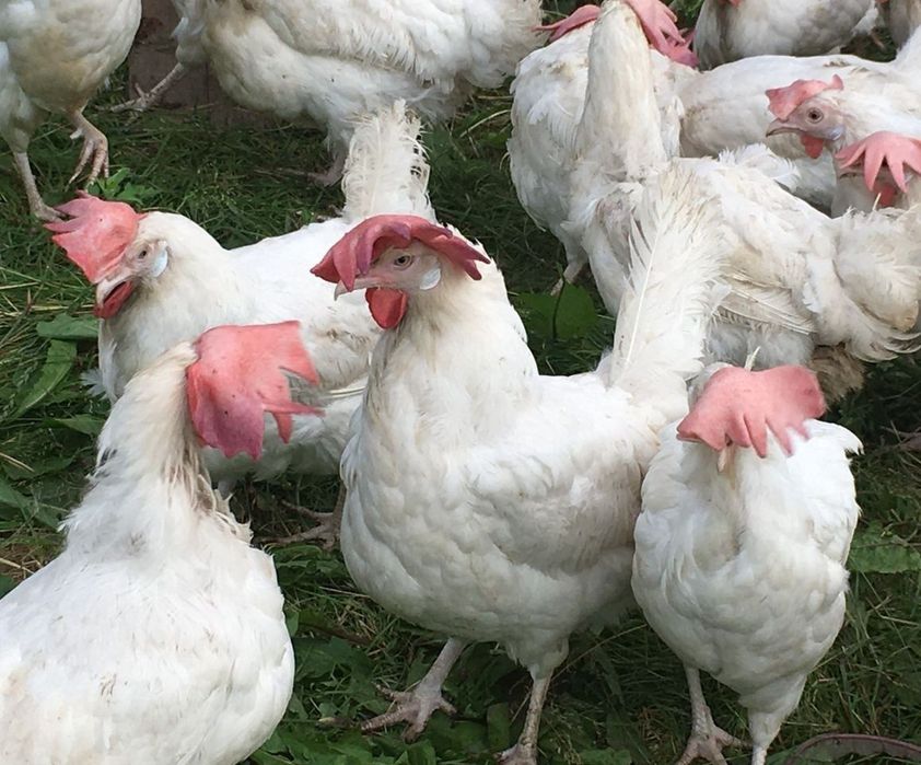 Продам курей, коралы