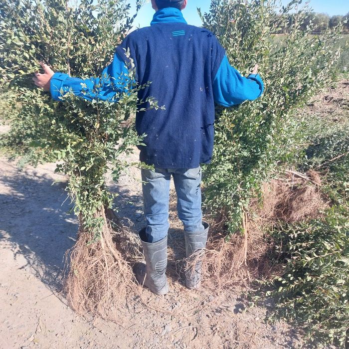 Гужум ( qayragoch ) кучатлар сотилади