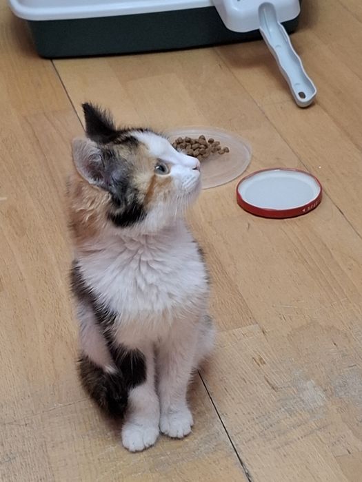 Котенок бесплатно