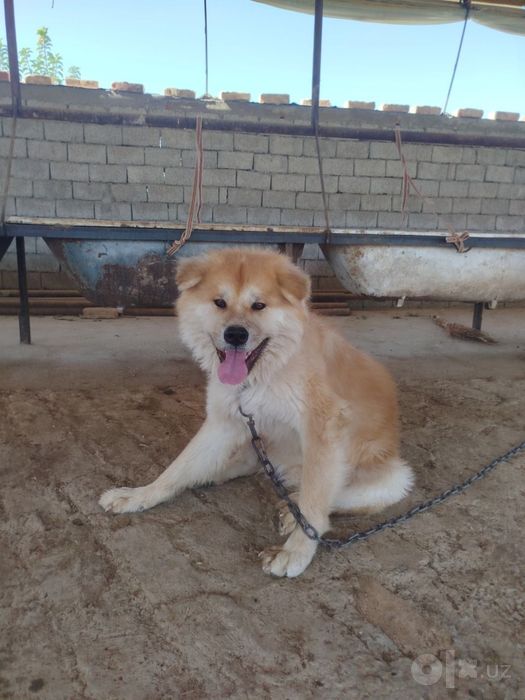 Собака кучук dog