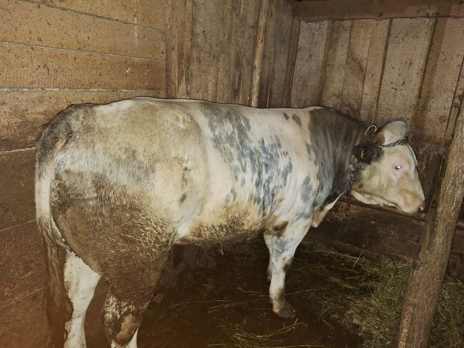 650 de kg preț 12.000