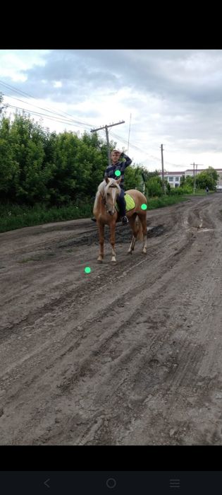 Продам жеребца!Аль-Лазаль!