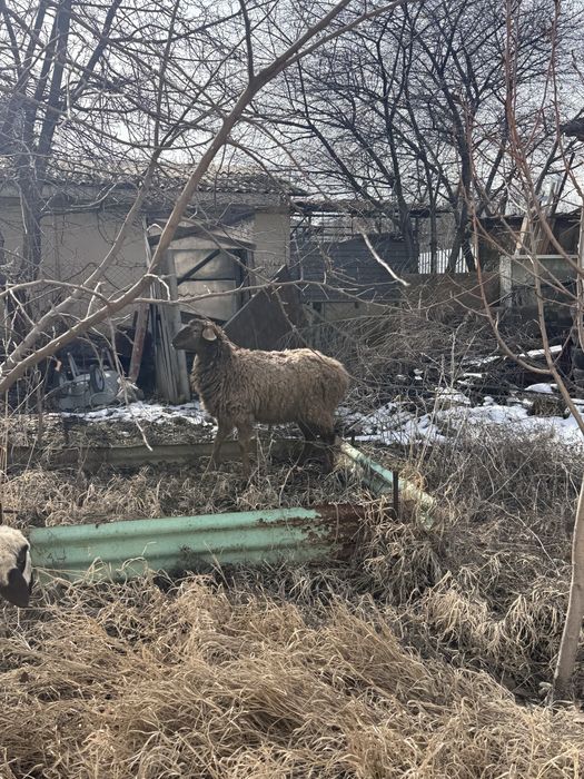 тоқтылар сатылады