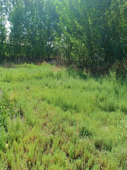 Yer sotiladi 25 sotix +1400 ta terak