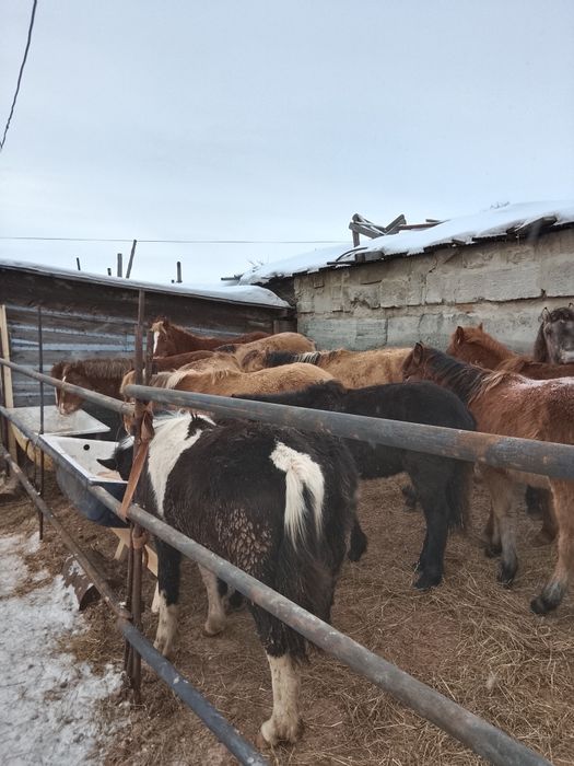 Продам Жеребята..