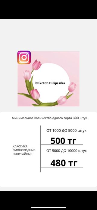 Тюльпан оптом.