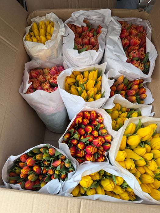 Нежные голландские тюльпаны