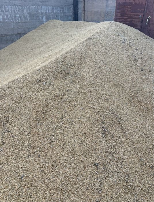 Арпа ячмен бидай пшеница   8 771/-987-99/99