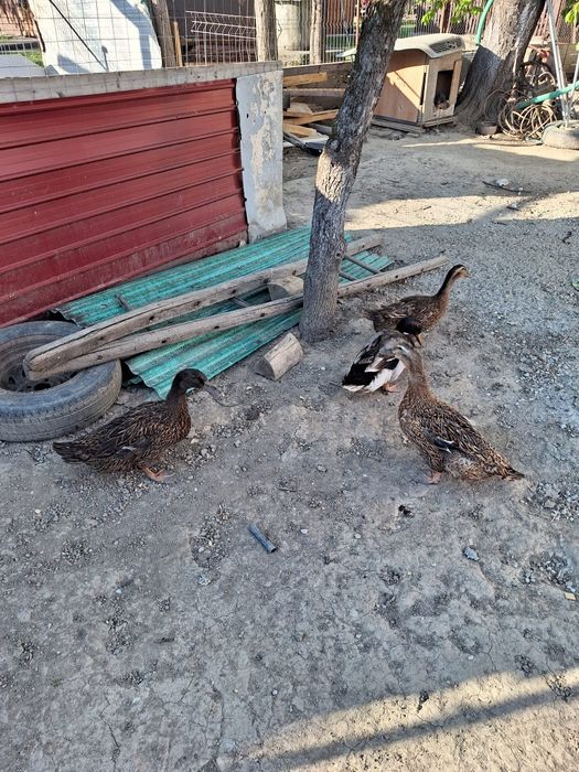 Familie de rate formată