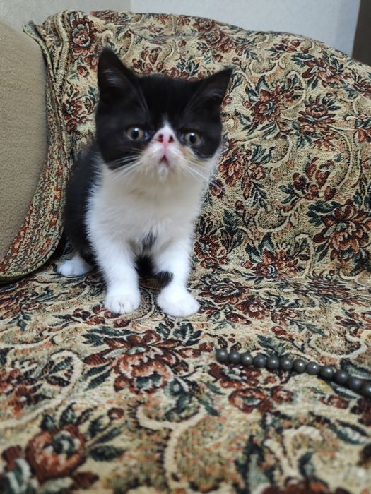 Котята экзоты экстремалы