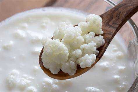 Ciuperca tibetana pentru kefir