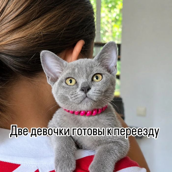 Европейская бурма