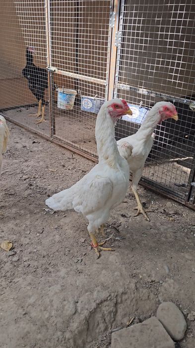 Tagidagi kementariyani oqib tel qilin .Nems o shamo 100%