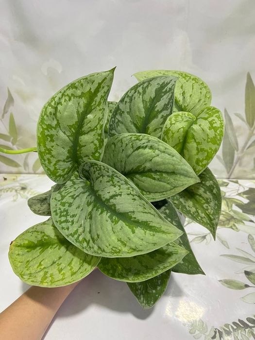 Драцена, филадендрон и др растения