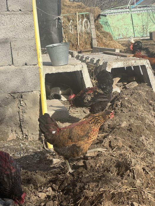 Әтештер сатамын! Продам петухов!