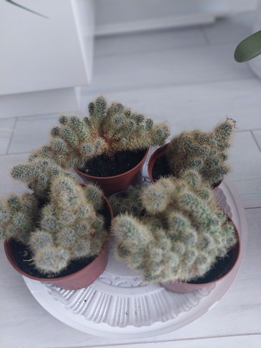 Продам комнатные цветы