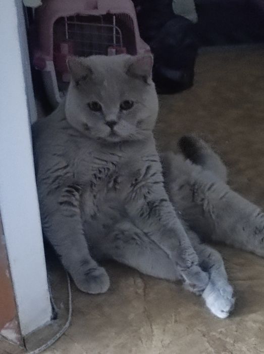 Вязка кот британец