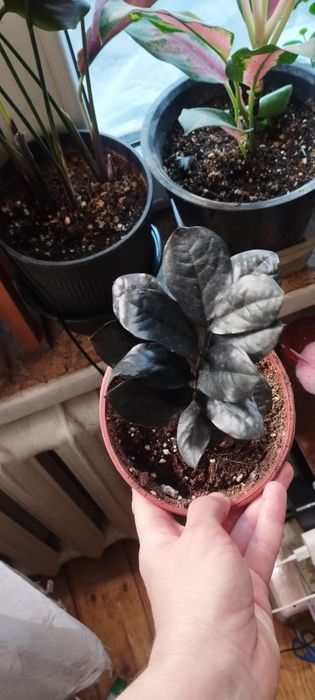 Разные Домашние цветы