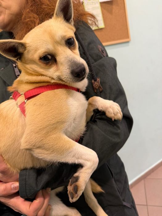 Малко кученце търси дом