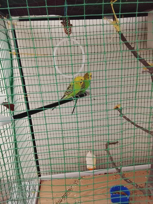 Продам волнистых попугаев пара готовая