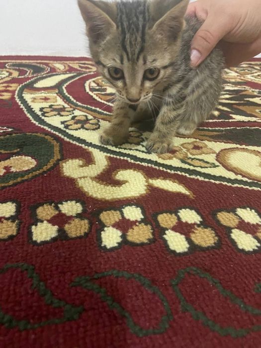 отдам бесплатно котят