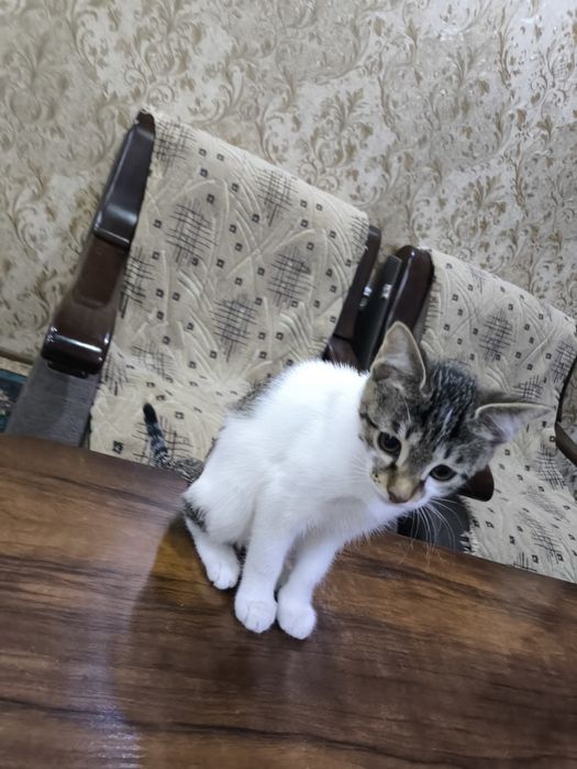 кошка домашняя..