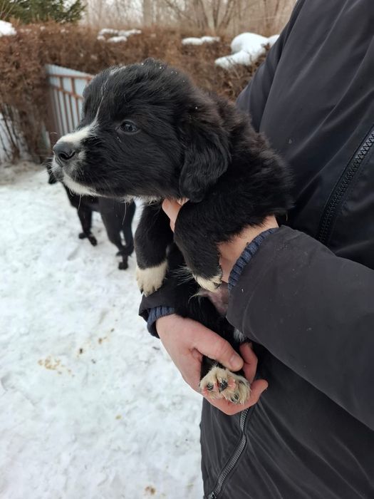 Отдам щенков в хорошие руки