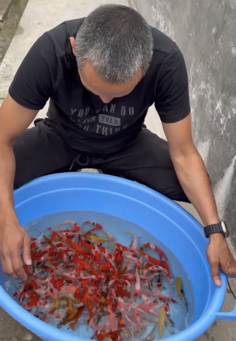 Koya baliqla sotilladi