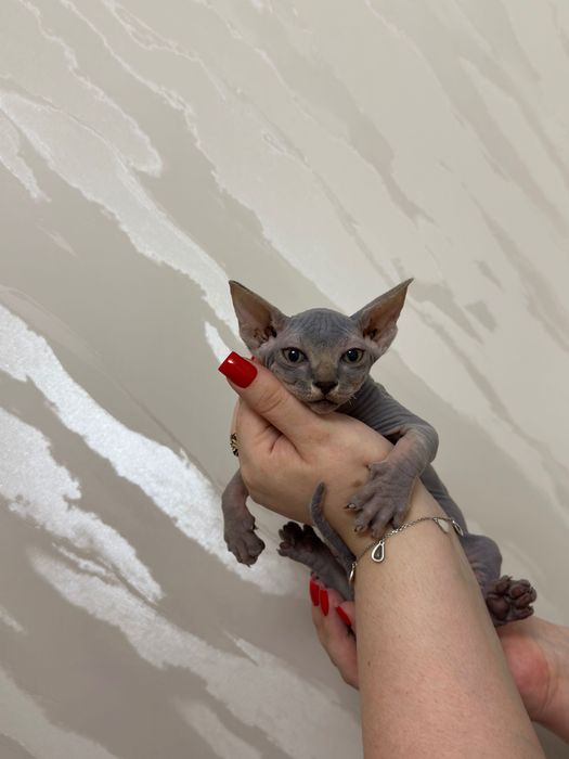 Чистокровная девочка сфинкс 2 месяца