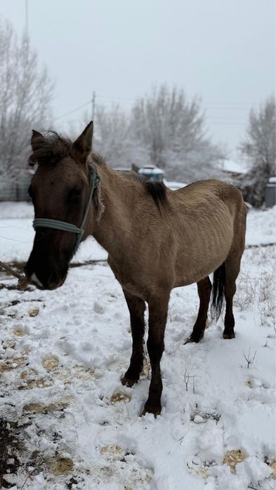 Буаз биелер 620мыннан